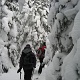 Nice snow-covered conifer corridor.