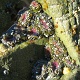 Some kind of sea anemone in tide pools.