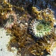 More sea anemone.