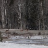 Deers crossing the road.